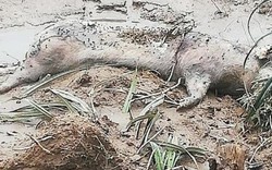 Nghệ An: Vứt xác lợn dịch tả châu Phi khắp nơi trong sự thờ ơ