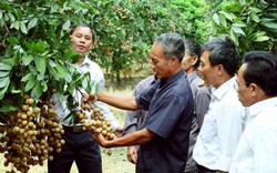 Làm thương hiệu cho nông sản Hà Nội: “Chìa khóa” mở cửa thị trường