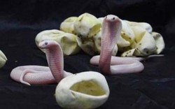 Ảnh cực độc: Một bầy rắn hổ mang trắng cực kỳ quý hiếm mới sinh