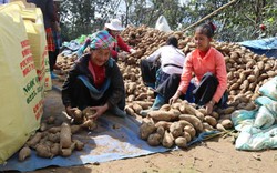 Lào Cai: Hối hả thu hoạch hơn 100ha sâm đất, giá chỉ như khoai lang