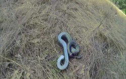 Video: Thấy người tiến lại gần, rắn "có họ" với hổ mang chúa lăn quay giả chết