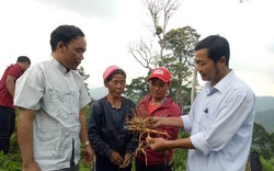 Cây dược liệu giúp người dân vùng biên Quảng Nam xóa đói nghèo