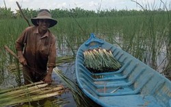 Cà Mau: Dân ăn nên làm ra từ thứ cỏ dại mọc tốt lút cả đầu người