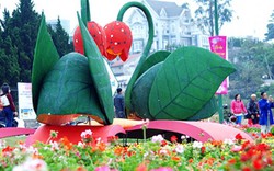 Festival Hoa Đà Lạt 2019: Nhà nhà trồng hoa đãi du khách thưởng lãm