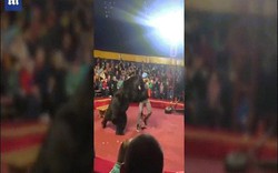 Nga: Bắt gấu khổng lồ nặng 270 kg làm trò, người huấn luyện bị tấn công kinh hoàng