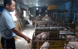 Đàn lợn thử nghiệm vaccine dịch tả lợn châu Phi đã sinh cả đàn con