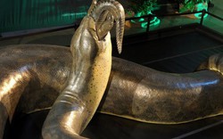 Sự thật về Titanoboa - Quái vật rắn khổng lồ nhất lịch sử Trái đất