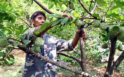 Ninh Bình: "Ép" na ra quả gối vụ từ thân cây, bán giá cao gấp đôi