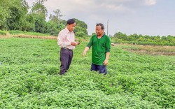 Trồng rau thơm, rau má, khấm khá từng ngày