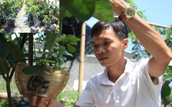 Lạ mắt: Bưởi bonsai hồ lô, thỏi vàng do nông dân Quảng Ngãi tự tạo