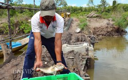 Cà Mau: Nuôi cá bống xấu xí, lưng đầy gai nhọn, bán 240 ngàn/ký