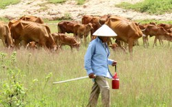 Tây Ninh tăng năng suất bò thịt ngoại hình đẹp, lớn nhanh