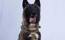 Số phận chú chó anh hùng dồn thủ lĩnh tối cao IS vào đường cùng