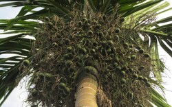 Độc nhất đất Việt: Làng trồng loại quả này bán sang TQ thu nghìn tỷ