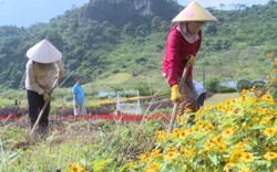 Thung lũng trăm hoa khoe sắc phát hờn của trai "khùng" Yên Bái