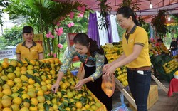 Hòa Bình: Sẵn sàng cho Lễ hội cây ăn quả có múi 2019