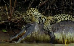 Video: Kịch tính cảnh báo đốm xuống nước vật lộn “làm thịt” cá sấu