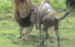 Sư tử né đòn chí mạng của linh dương đầu bò, tung đòn kết liễu con mồi