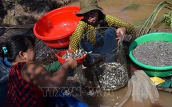 Từ "ngón nghề" nuôi nhử cá đồng, dân Đồng Tháp có hàng tấn cá bán