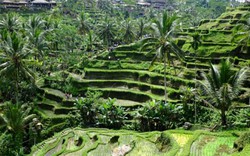 Ca sĩ Quang Vinh, người mẫu Thiên Trang cùng thăm quan “hòn đảo thiên đường” Bali