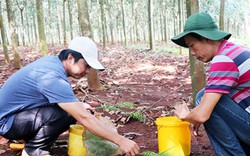 Lần mò các lô cao su để "săn" dế cơm theo cách cực lạ