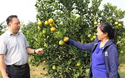 “Nâng đời” cho cam, nông dân Cao Phong sống khỏe