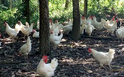 Bắc Kạn: Nông dân giữa phố vẫn làm giàu nhờ nuôi gà thả đồi
