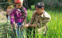 Lúa chín rồi, hãy lên đây xem dân bắt được bao nhiêu là cá chép