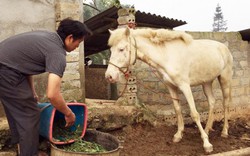 Độc đáo: Làm giàu nhờ nghề nuôi loài ngựa trắng "toàn tập" ở Lào Cai