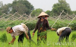 Chỉ cặm cụi trên đồng, Việt Nam mãi là “anh nông dân" toàn cầu