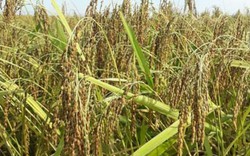 Sản vật đất Thái Nguyên: Lúa nếp Thầu Dầu thơm, ngon thế nào?