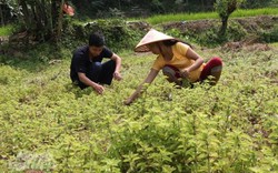 Từ loài cây mọc dại, thạch đen Cao Bằng thành cây "trăm triệu"