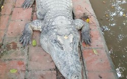 “Cá sấu chúa” nặng hơn 400kg xác lập kỷ lục cá sấu “khủng” nhất Việt Nam