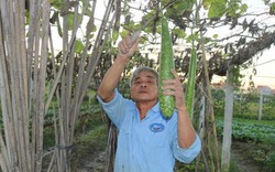 Thanh Hóa: Trồng rau an toàn VietGAP, người dân dần khấm khá