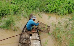 Mùa lũ ở An Giang theo chân người đi đặt lọp tôm ở đồng nước nổi