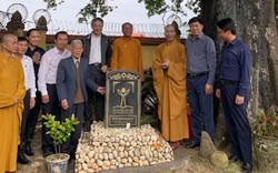 Cây thị 900 năm tại chùa Đống Phúc – Quảng Ninh được công nhận là Cây di sản