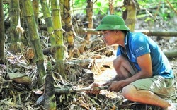 Đi dọc sông Hương "săn" thứ măng tre vàng, có vài trăm ngàn/ngày