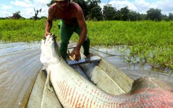 Hành trình vật lộn bắt "thủy quái" hải tượng nước ngọt hàng trăm kg