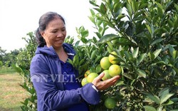 Hòa Bình: Hội "rót" vốn, dân trồng vườn cam lòng vàng trĩu quả