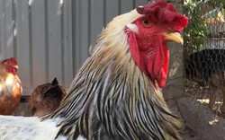 Việt  Nam có một giống gà mang tên “thần thú”, giá lên đến tiền triệu/con