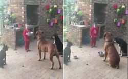 Cậu bé khiến 3 chú chó to lớn răm rắp nghe lời gây sốt