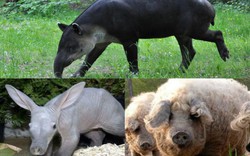 3 loài lợn "quái vật": Loại như cừu, có vòi, dáng dị chưa từng thấy