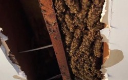 CỰC HIẾM: Phát hiện tổ ong khủng dài 2m trên trần phòng khách