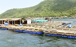 Kiên Giang: Sơn thủy hữu tình, nuôi thứ cá đặc sản mà có tiền tỷ