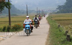 Nông thôn mới ở Sơn Thủy: Chuồng đầy dê, lúa đầy đồng