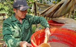 Nghệ An: Cho cam "ăn" cá, 10 cây trĩu quả cả 10, đã thế ăn lại ngọt