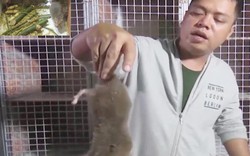Quảng Ngãi: Nuôi chuột lách đặc sản ăn gốc tre đủng đỉnh thu tiền bộn