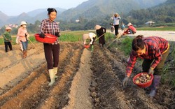 Lào Cai: Trồng khoai tây làm bức tranh NTM  Dương Quỳ thêm đẹp