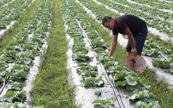 Hà Nam: Nông dân trồng bắp cải GlobalGAP xuất 100 tấn sang Nhật