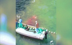 Video: Bầy cá heo bị thảm sát tập thể, máu nhuộm đỏ cả vùng biển ở Nhật